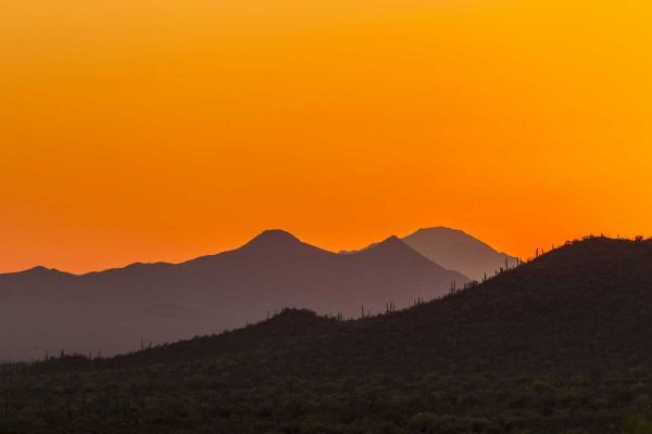 Arizona, Saguaro NP Tucson Mountains at sunset